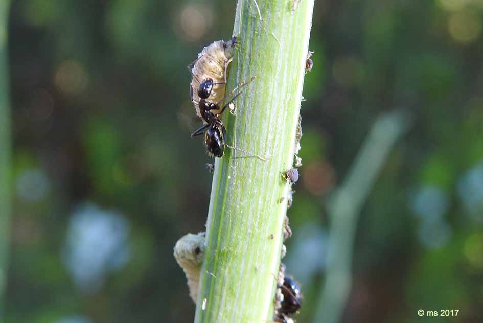 larve di Syrphidae